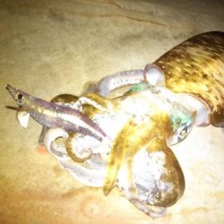 癒やしのアオリイカ