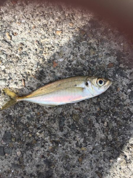 太刀魚劇渋からのサビキ