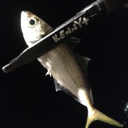 シーバスを求めて…