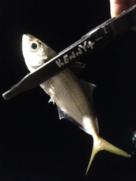 シーバスを求めて…