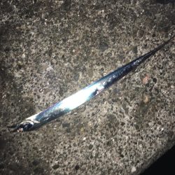 寒いけど暖かい楽しいタチウオ釣り