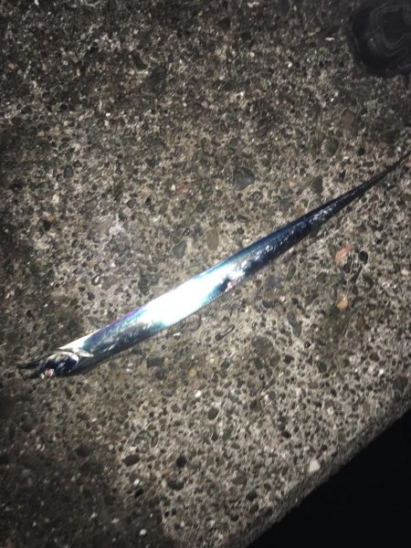 寒いけど暖かい楽しいタチウオ釣り