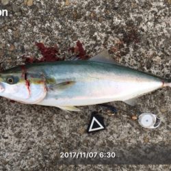 ベイトが寄ったタイミングでハマチ