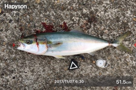 ベイトが寄ったタイミングでハマチ