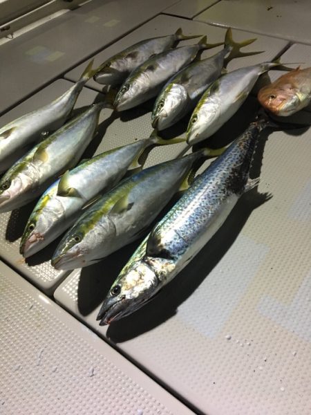 ルアーフィッシングエビスさんにてジギング