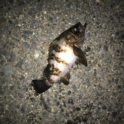 ボチボチチーバス(￣▽￣)