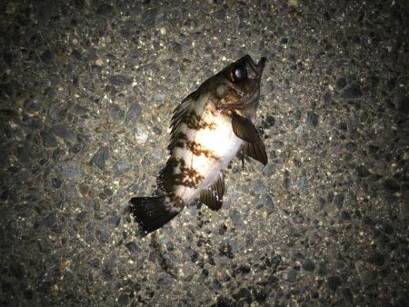 ボチボチチーバス(￣▽￣)