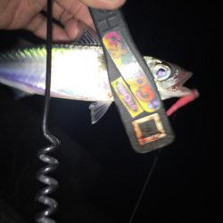 久しぶりにアジング