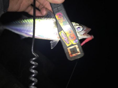 久しぶりにアジング