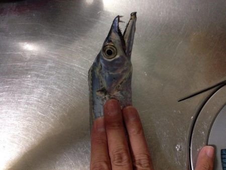 またまた一匹…