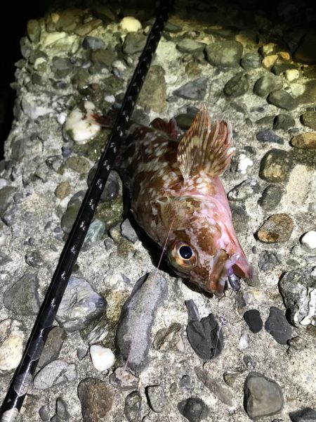 ガシラ狙いアジ狙い