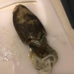 ナイトエギング‼︎