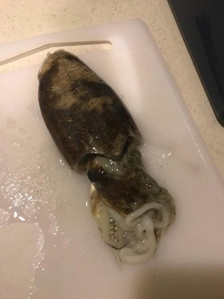 ナイトエギング‼︎