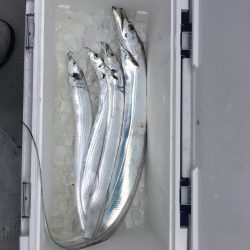 釣り人家さんタチウオ釣り