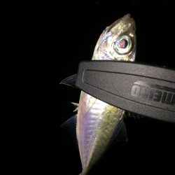 アジング…ついでに…