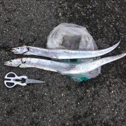 タチウオ釣りリベンジ