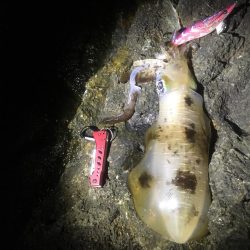 今年の和歌山初釣行は撃沈