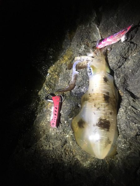 今年の和歌山初釣行は撃沈