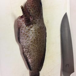 青物は遠い。。。