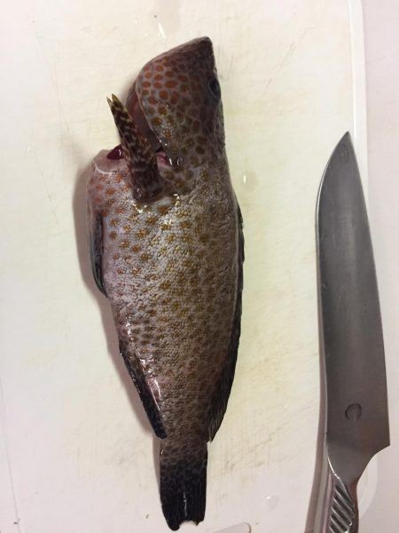 青物は遠い。。。