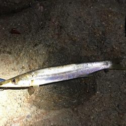 タチウオ、大カマス、絶好調です！