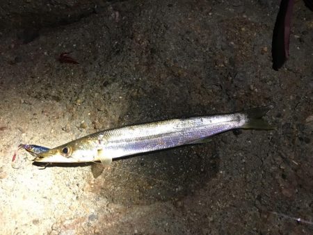 タチウオ、大カマス、絶好調です！