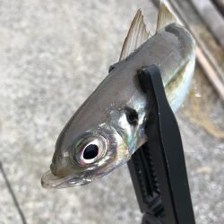 デイアジンゴォ