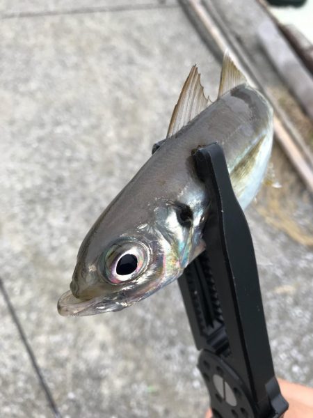 デイアジンゴォ