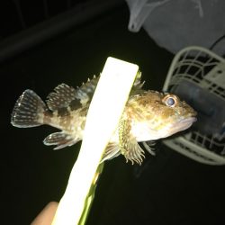 アジング最近渋い