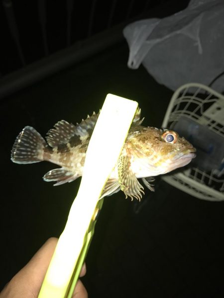 アジング最近渋い