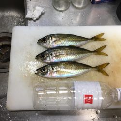 久々淡路でデカアジング