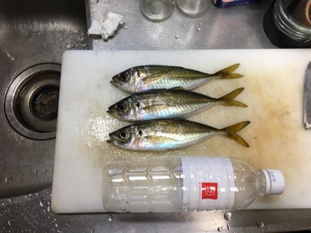 久々淡路でデカアジング