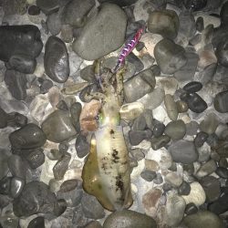 大里松原海岸 イカ2 スマガツオ2