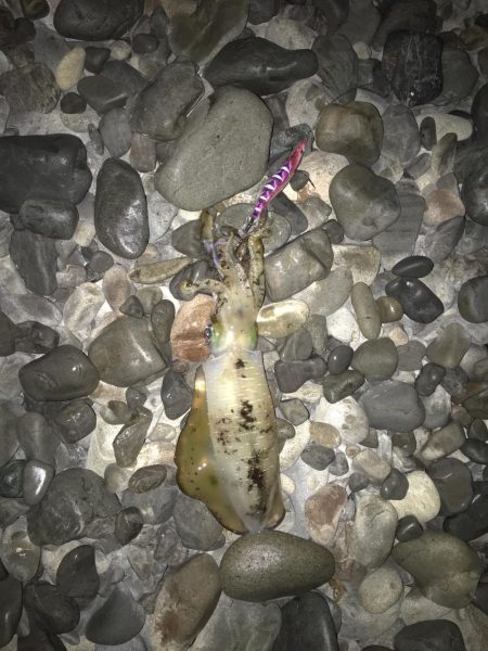 大里松原海岸 イカ2 スマガツオ2