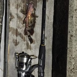 ガシリングになりました