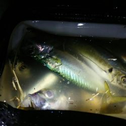 良形アジ22～24センチ級