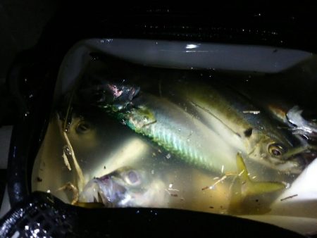 良形アジ22～24センチ級