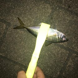 アジングでいいメバル