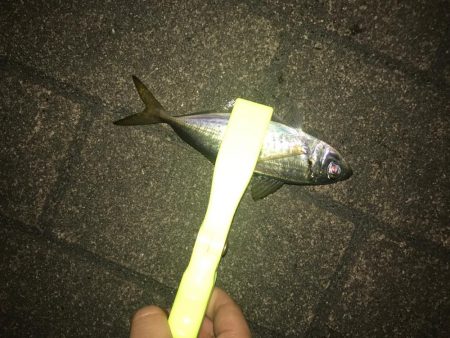 アジングでいいメバル