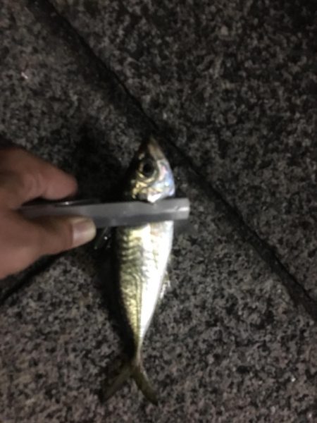 仕事帰りのアジング！