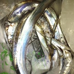 またもやオレだけ太刀魚釣れない…