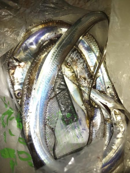 またもやオレだけ太刀魚釣れない…