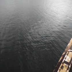 11月11日にタチウオ1本