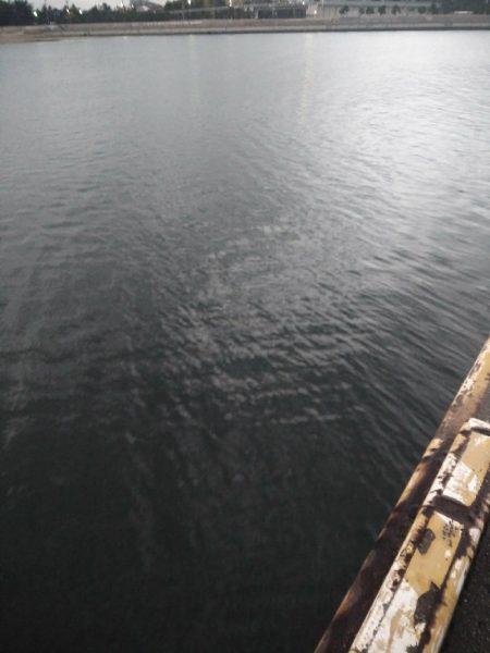 11月11日にタチウオ1本