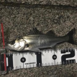 アジング成功！