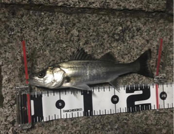 アジング成功！