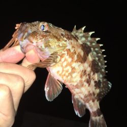 ワームでガシラ