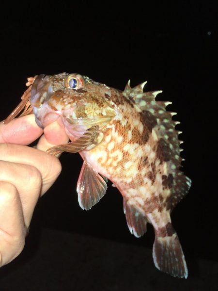 ワームでガシラ