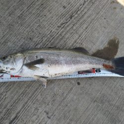 阿南市の那賀川河口でシーバス