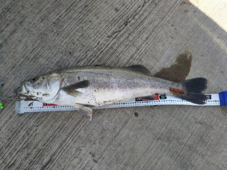 阿南市の那賀川河口でシーバス